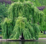 C:\Users\Администратор\Desktop\7288cf2a9e94bf93d577e8870eb4b81e.jpg